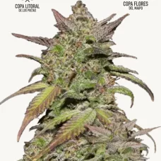 SMOOTHIE Auto